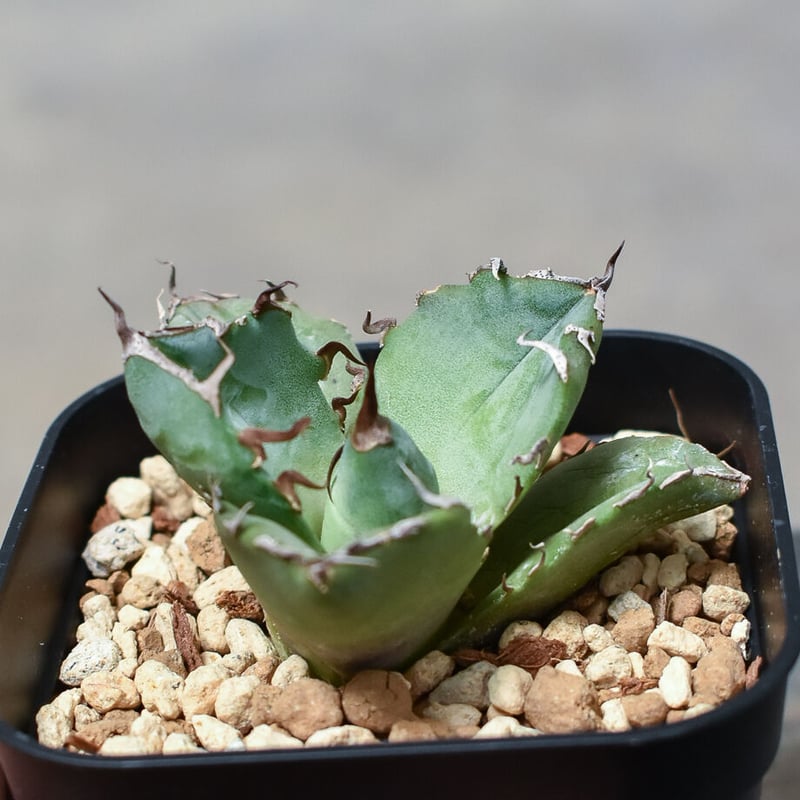 アガベ チタノタ 