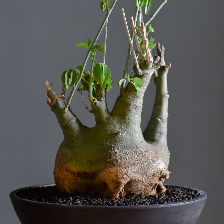 アデニアグラウカ【ツートンカラーの幹が魅力の大注目株！！】RF22211