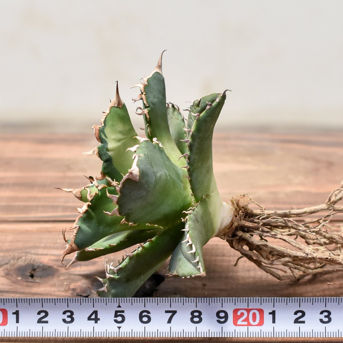 アガベ チタノタ ソーラーエクリプス 