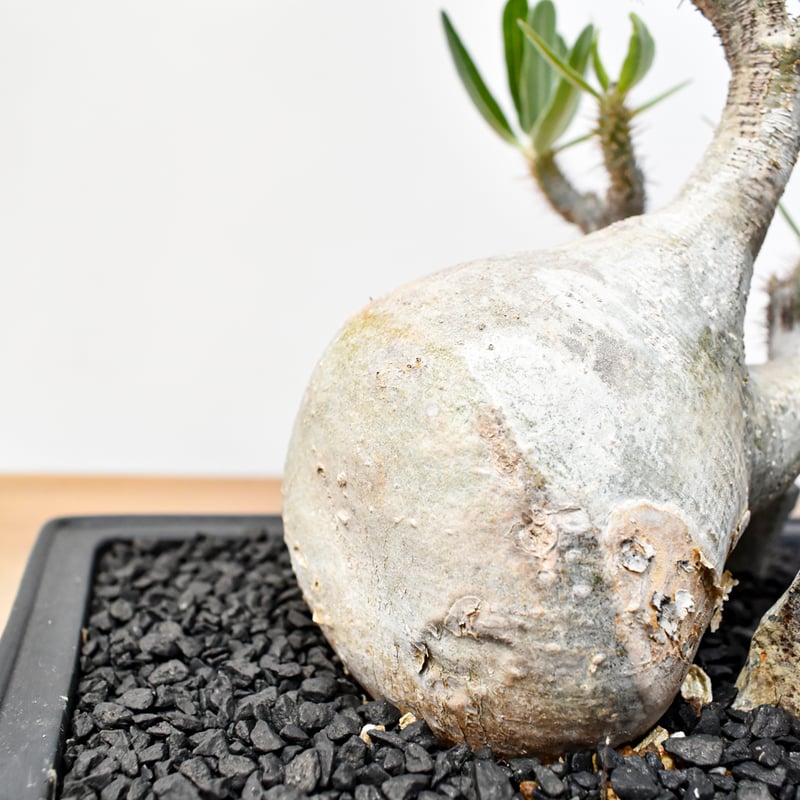 WACK” ON YOUR SIDE】パキポディウム グラキリス WACK-B087 |