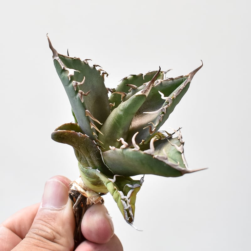 アガベ チタノタ 