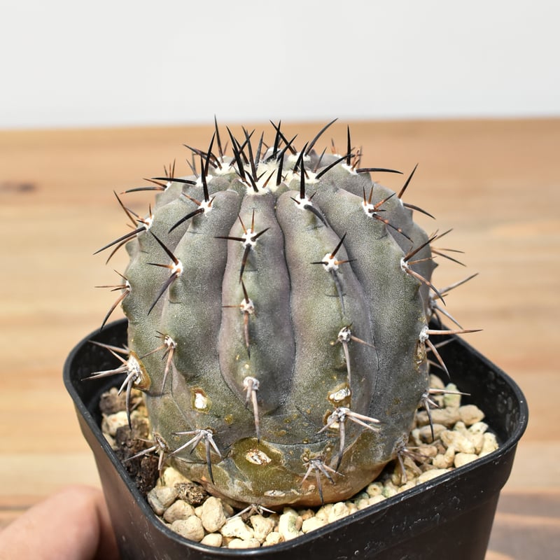 コピアポア シネレア 