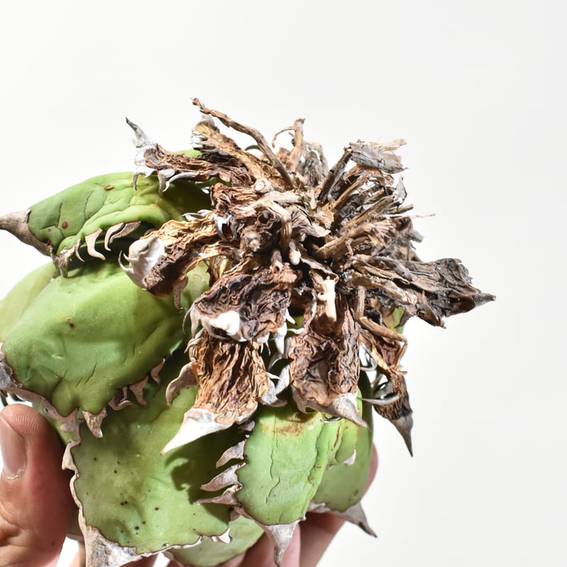 国内実生最高峰】アガベ チタノタ 赤猫 / レッドキャット【OSPセレクト