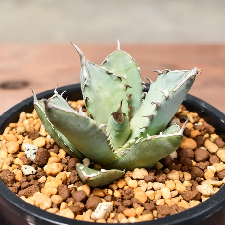 アガベ チタノタ  フェニックス "鳳凰"【発根済み/子株】C RF240004