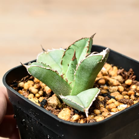 アガベ チタノタ "麻花" 【台湾huplants2010産/子株販売】RF25011840