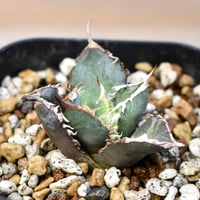 ユーフォルビア クラビゲラ ユーフォルビア クラビゲラ