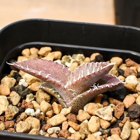 【RAFLUM育成株 5個セット】アガベ Mexico oteroi seeding / オテロイ実生 メキシコ産  【RAFLUM産/実生/子株】E