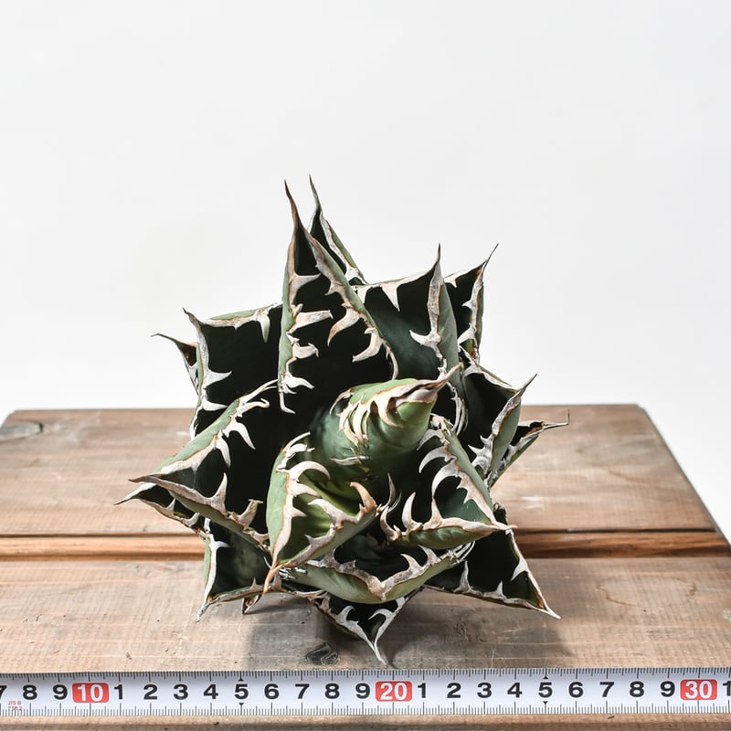 国内実生最高峰】アガベ オテロイ 