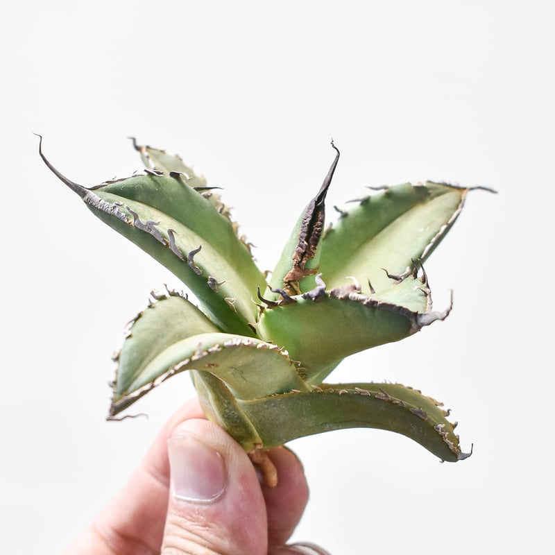 アガベ チタノタ シャークソード 