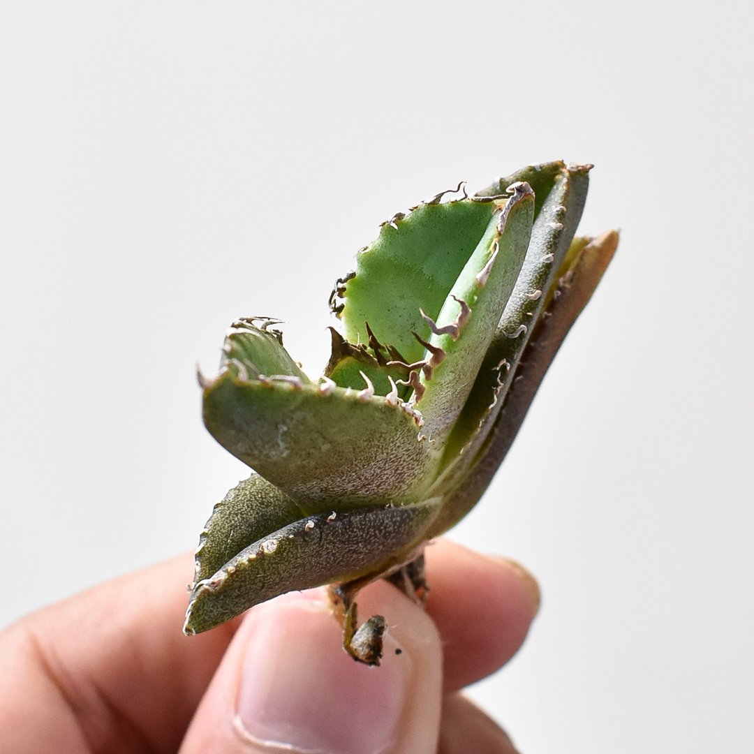 アガベ チタノタ 