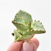 アガベ チタノタ "貔貅"【台湾 dragon agave産/TC子株/抜き苗】5 DG2402058