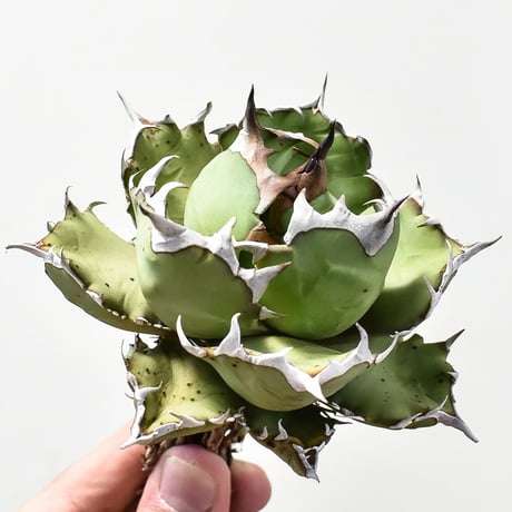 美株❗️ アガベ　チタノタ　姫厳竜　【71301】 アガベ チタノタ 姫厳竜 子株付き / Agave titanota 'Dwarf' #14