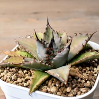 プヤ セルーレア【発根済み】HK2401937(T) | RAFLUM / ラフラム｜東京