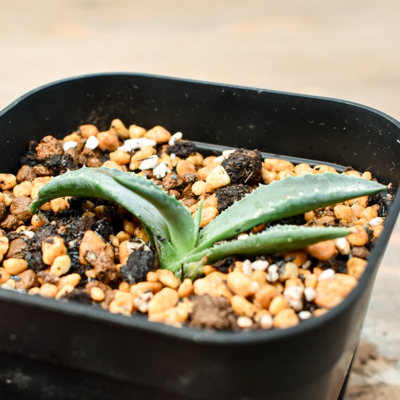 アガベ ハイブリット 