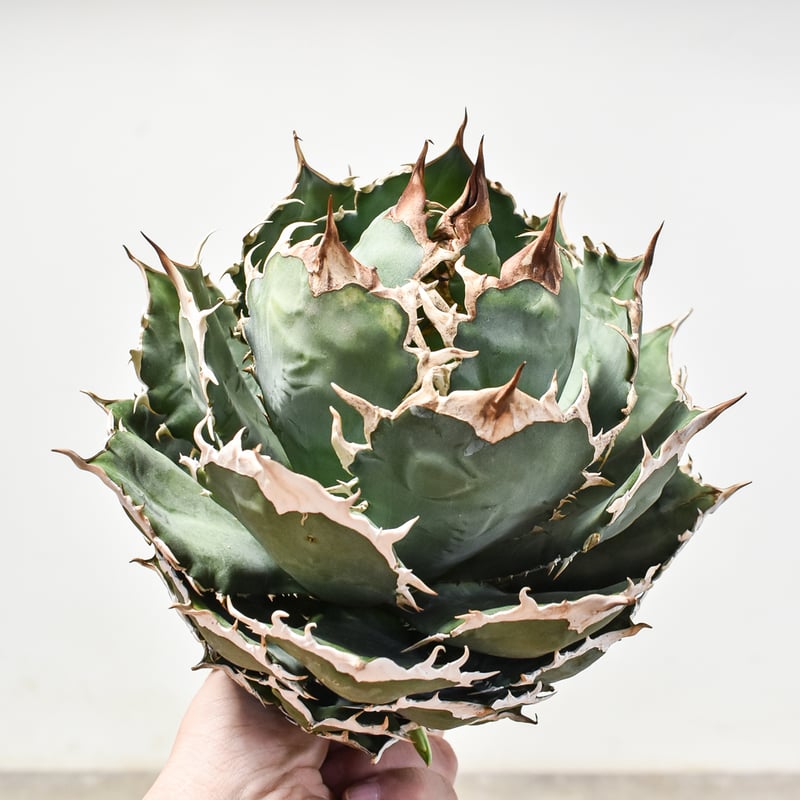 アガベ チタノタ オテロイ 