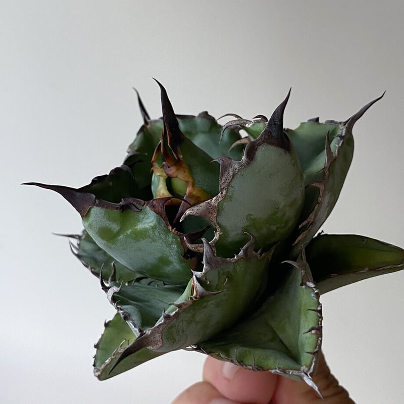 アガベ 特選 ブラック・アンド・ブルー BB根付苗 台湾産正規品 極上苗 アガベ 特選 ブラック・アンド・ブルー BB根付苗 台湾産正規品