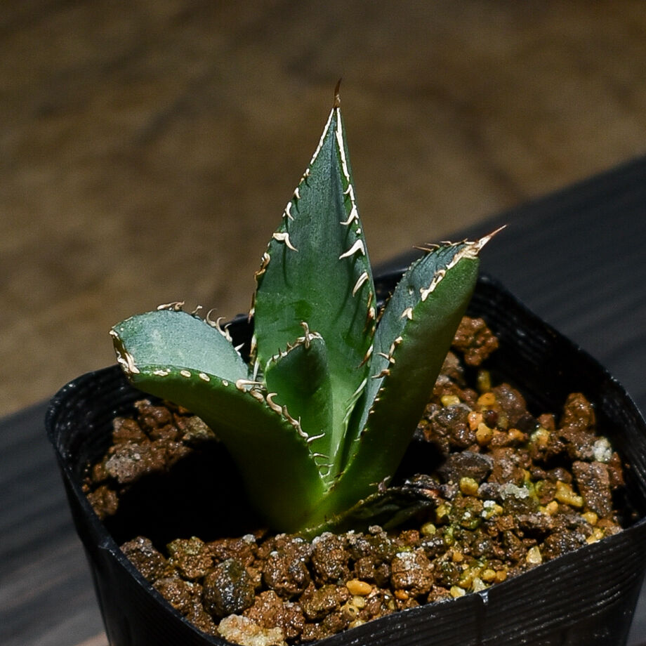 【現品・鉢まま出荷】アガベ チタノタ T-Rex 覇王竜　大株 現品・鉢まま出荷】アガベ チタノタ T-Rex 覇王竜大株