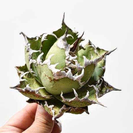 CATEGORY チタノタ シーザー | RAFLUM / ラフラム｜東京、大阪の塊根