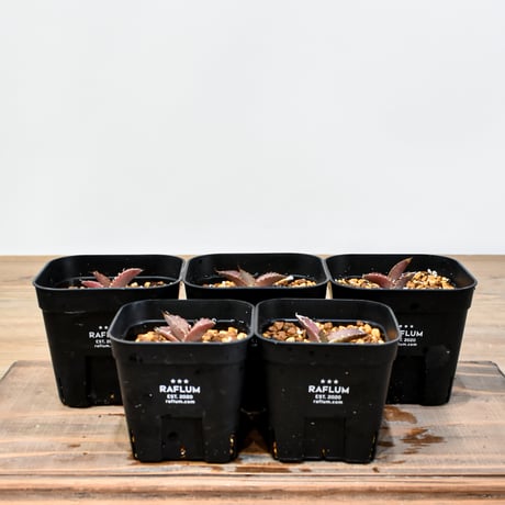 アガベ 287 約65株セット オアハカ産 メキシコ オテロイ 実生株