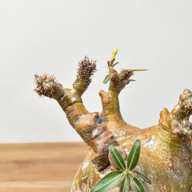 F*r様 グラキリス発根済み グラキリス 現地球 発根済み F.I.P鉢