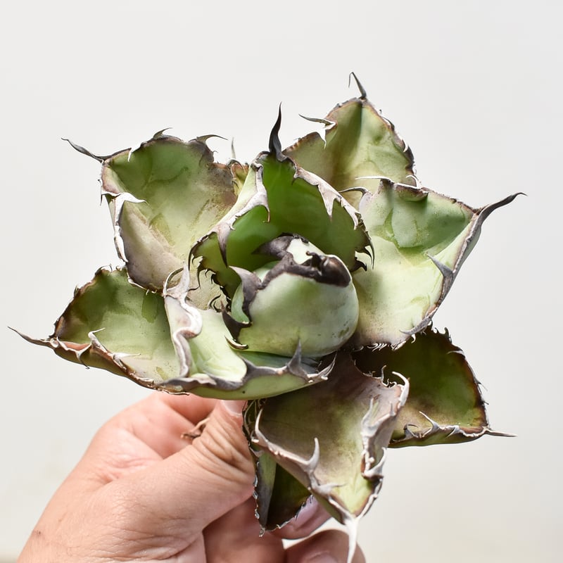 多肉植物 アガベ チタノタ ブラックアンドブルー BB小株 15株同梱 発根済 多肉植物 アガベ チタノタ ブラックアンドブルー BB小株 15株同