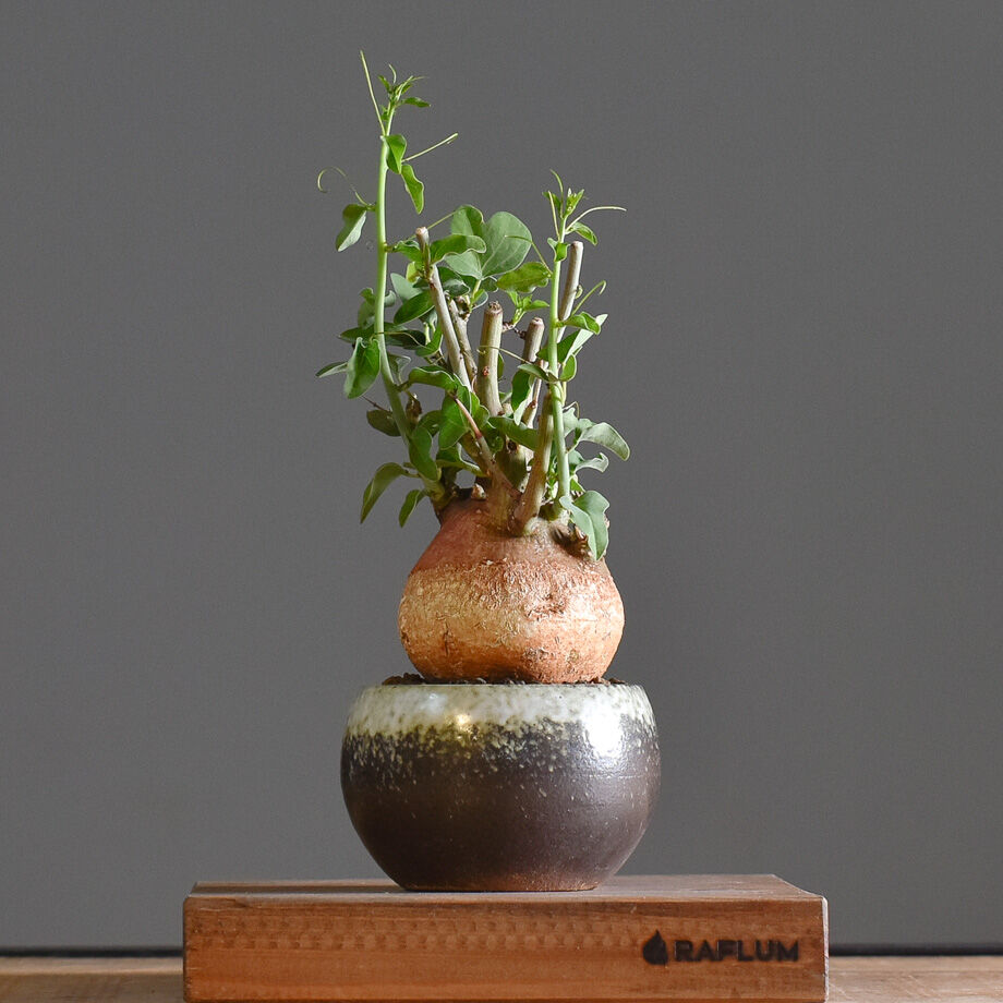 アデニアスピノーサ アデニアスピノーサ【人気急上昇!!希少なこんもり株を厳選して