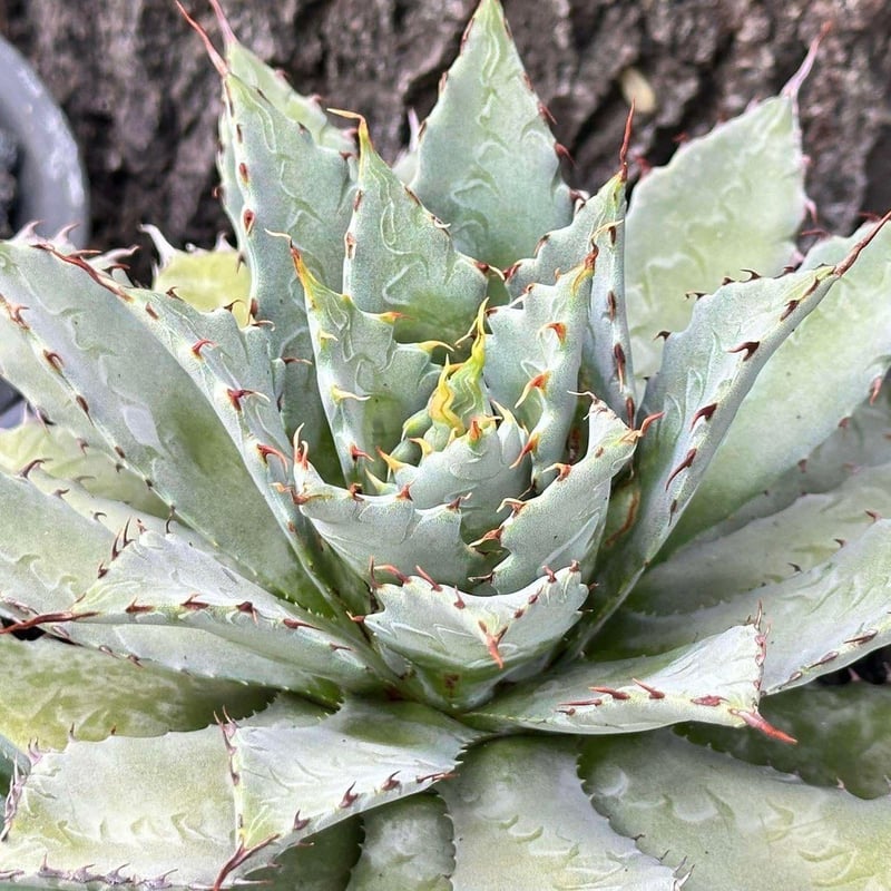 アガベ hybrid 屈原之舞扇×イシスメンシス/屈原x雷帝【台湾