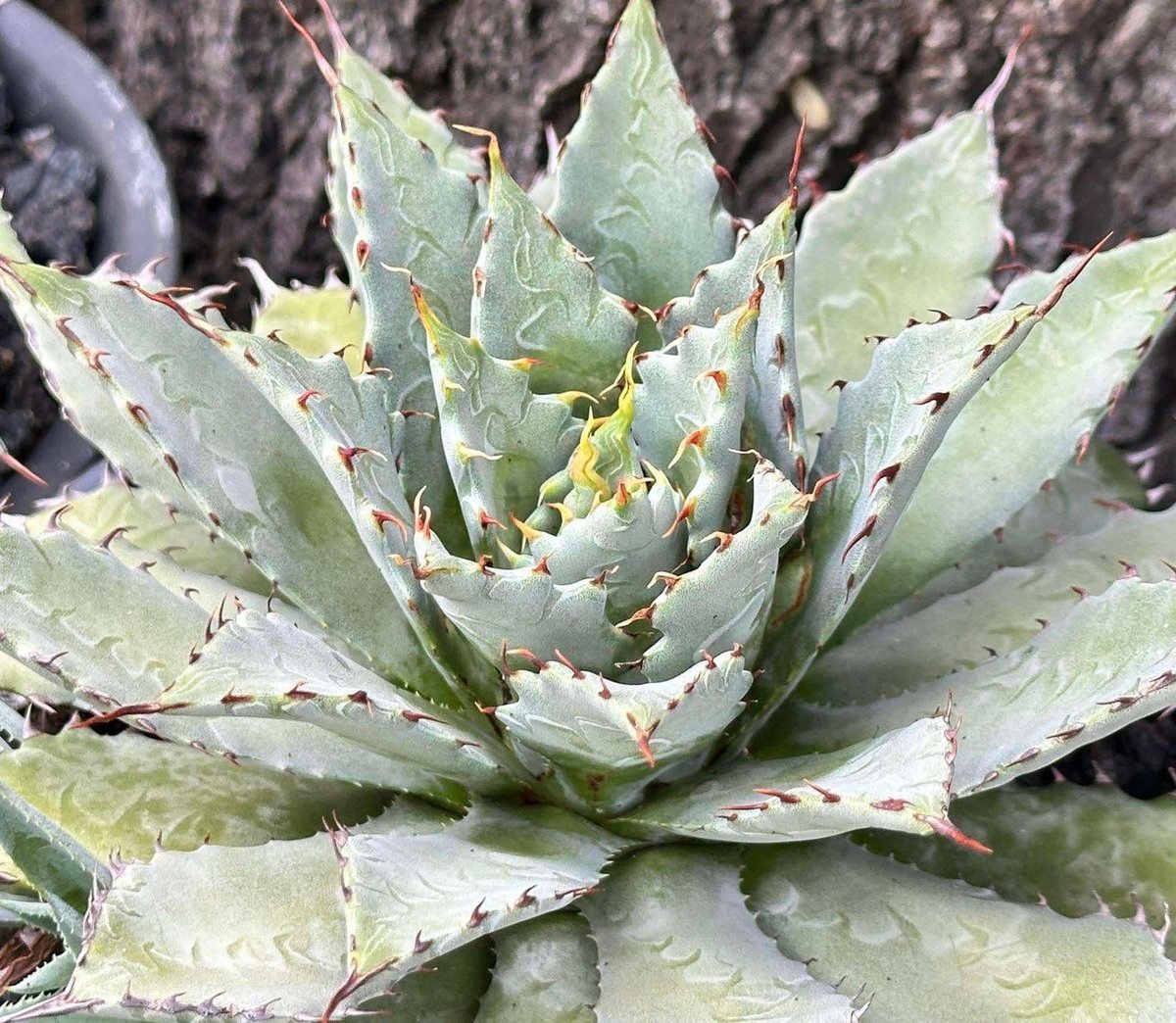 イシスメンシス×屈原の舞扇 子株 ハイブリッド hyb アガベ hybrid 屈原之舞扇×イシスメンシス/屈原x雷帝【台湾 dragon