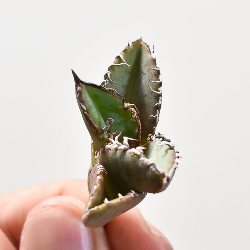 アガベ チタノタ 