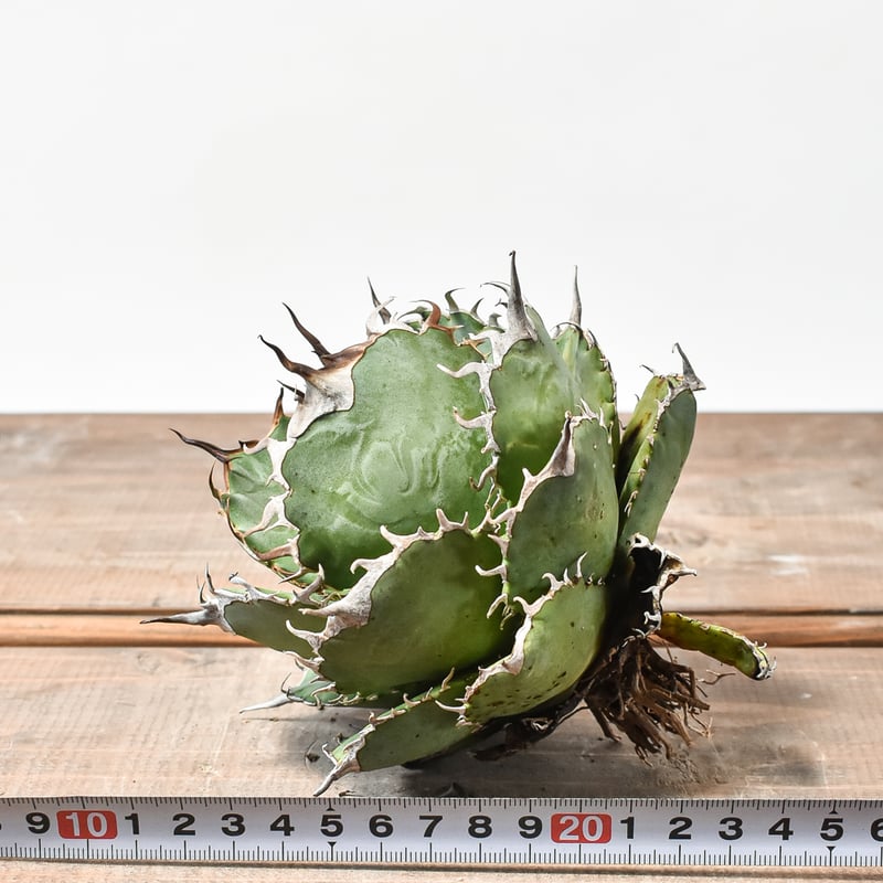 国内実生最高峰】アガベ オテロイ【OSPセレクト株 / 抜き苗 / 実生】21