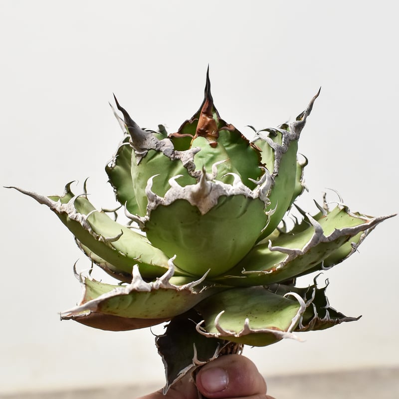 アガベ チタノタ シーザー / 凱撒 【台湾産/中株/抜き苗】B