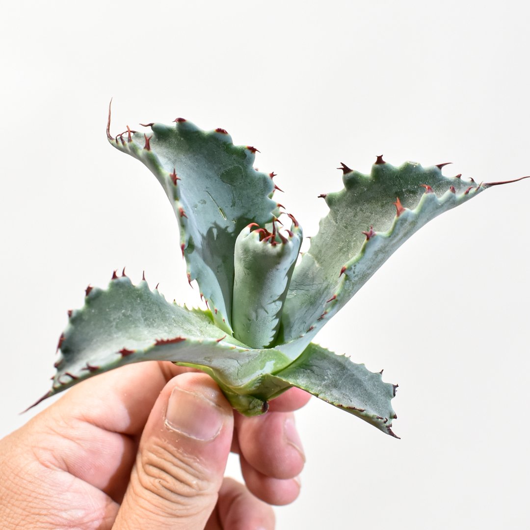 アガベ hybrid パラサナ×特選イシスメンシス/賴光X甲蟹特選 【台湾