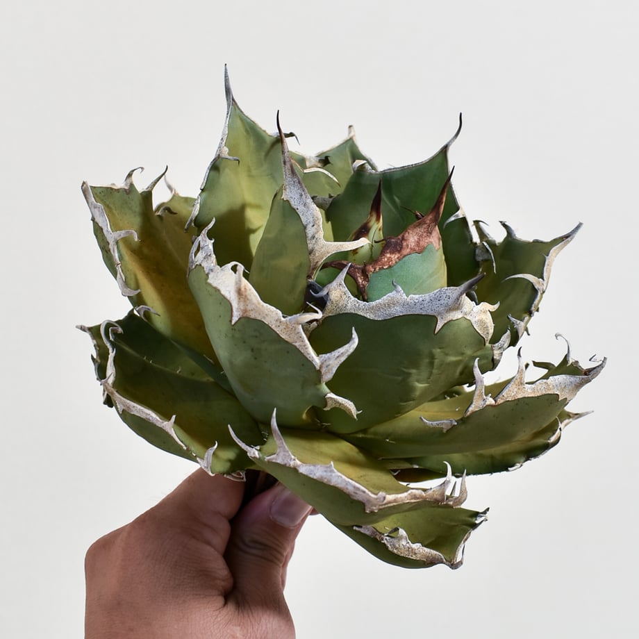 66dce737d9e28d4a307fe1fe