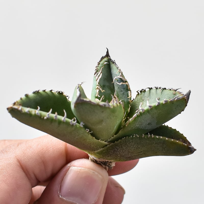 アガベ　チタノタ　麻花龍　麻花　toku Dragon Agave産》アガベ チタノタ '麻花'（'麻花龍'）｜台湾