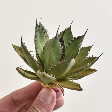 高騰品種】1 イスラエルホリダ アガベ 極上強棘 丸葉ボール