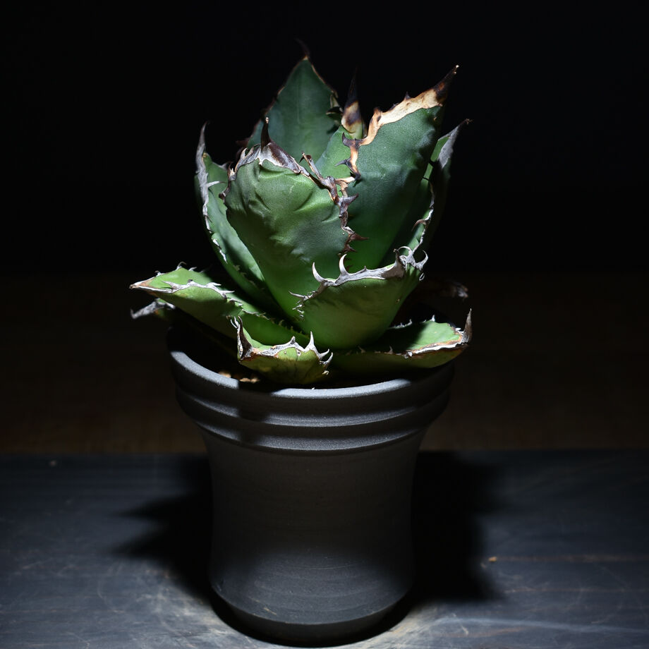 63b8b4946a2a0a62a6b46812