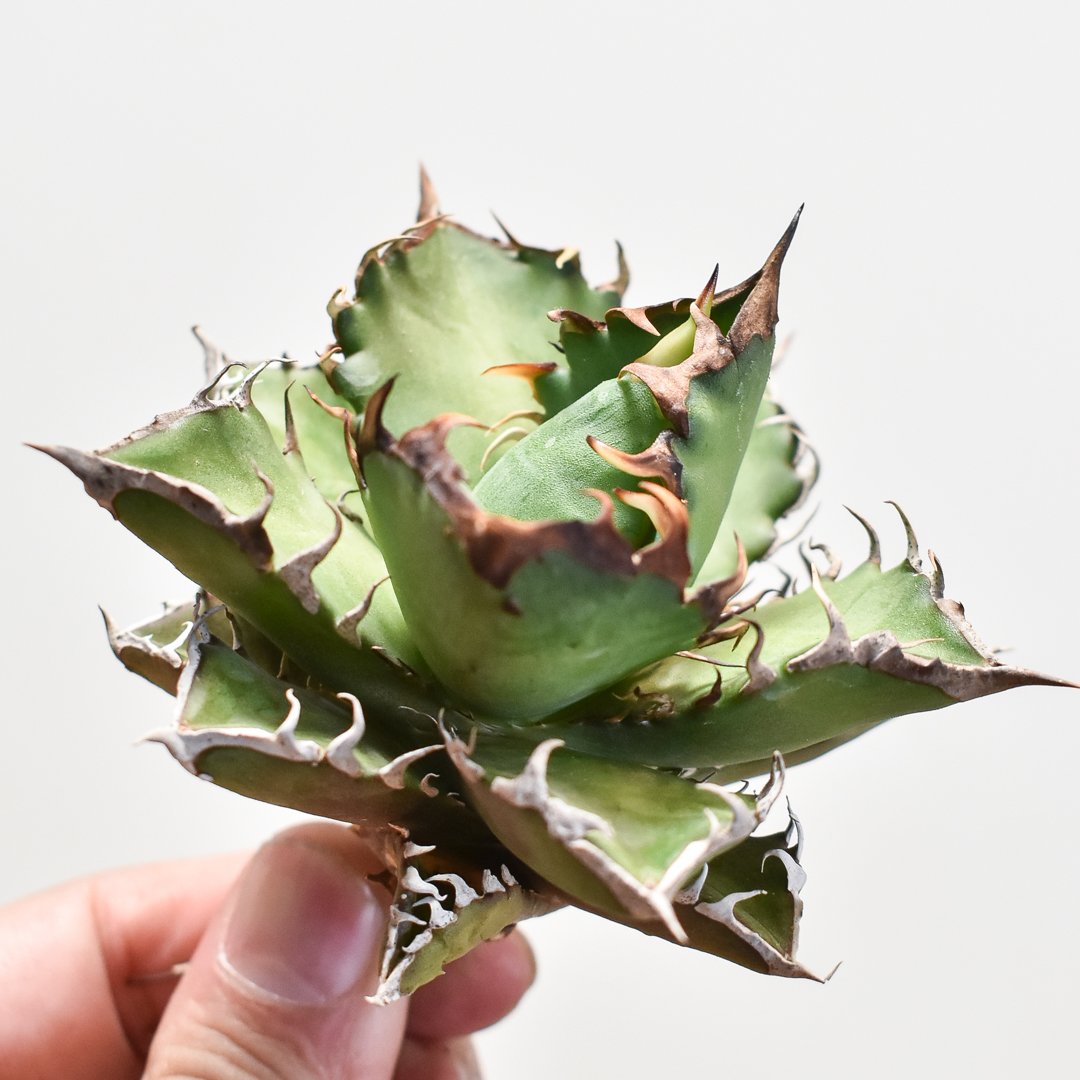 多肉植物 アガベ チタノタ レッドキャットウィーズル/赤猫 子株 46株同梱 005 アガベ チタノタ レッドキャットウィーズル 赤猫 成長記録