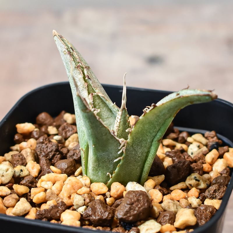 白鯨」アガベ・チタノタ（Agave titanota）抜き苗 アガベ チタノタ