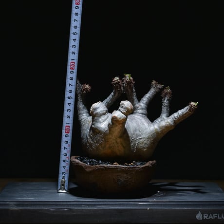 パキポディウム マカイエンセ （発根済み）RF22218