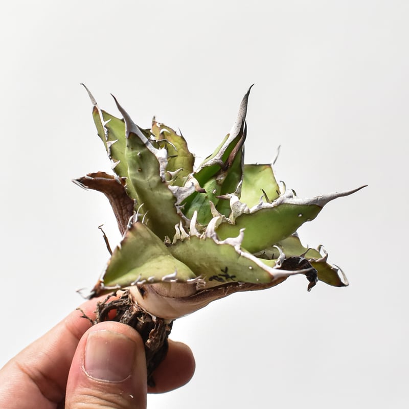 アガベ ハイブリット 