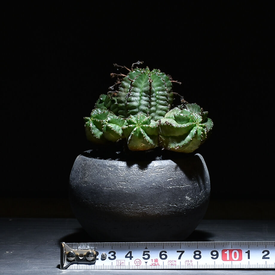 ユーフォルビア　バリダ　多頭 fit=scale-down,w=1200