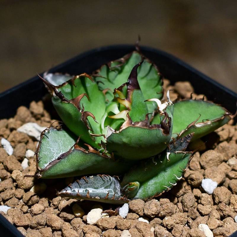 アガベ チタノタブルー　特選株 アガベ チタノタブルー特選株 ②