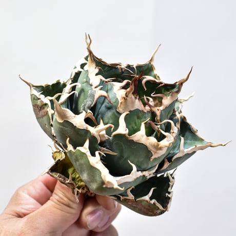 【RAFLUM特選株】アガベ チタノタ “精品白鯨” 【台湾 dragon agave産/発根済み/中株】B20 DG25010408