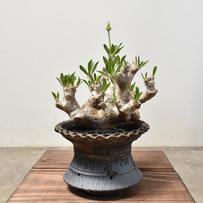 パキポディウム ブレビカリックス　発根済み RAFLUMコレクション】パキポディウム ブレビカリックス 【発根済み