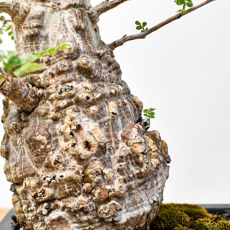 【“WACK” ON YOUR SIDE】オペルクリカリア パキプス WACK-A001