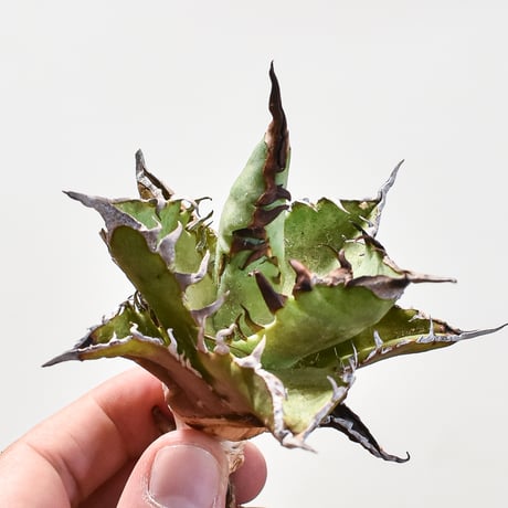 CATEGORY アガベ チタノタ チーター/猟豹 | RAFLUM / ラフラム｜東京