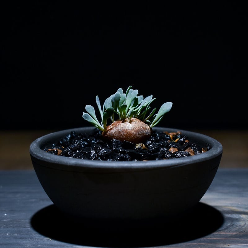 H*H様 オトンナ カカリオイデス 実生4年生4株セット オトンナ・カカリオイデス実生 種まきからまだたった4ヶ月。 花