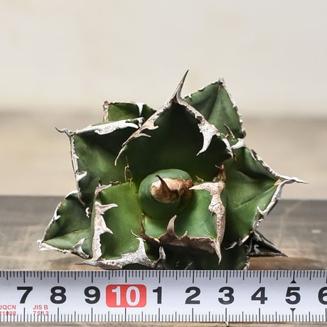 アガベ チタノタ 南アフリカダイヤモンド  "SAD/南非白鑚石" 【台湾産/抜き苗販売】RF231840E