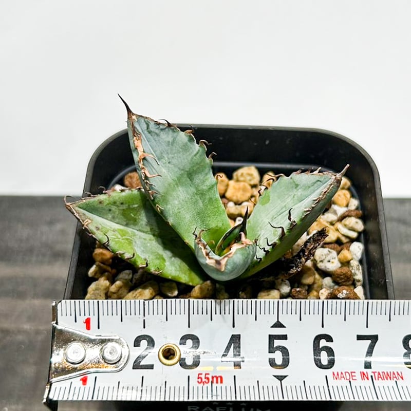 羅本製所 Robin agave baby x THORアガべ Agave/Baby] A precious baby agave has appeared! [Agave] [Succulent