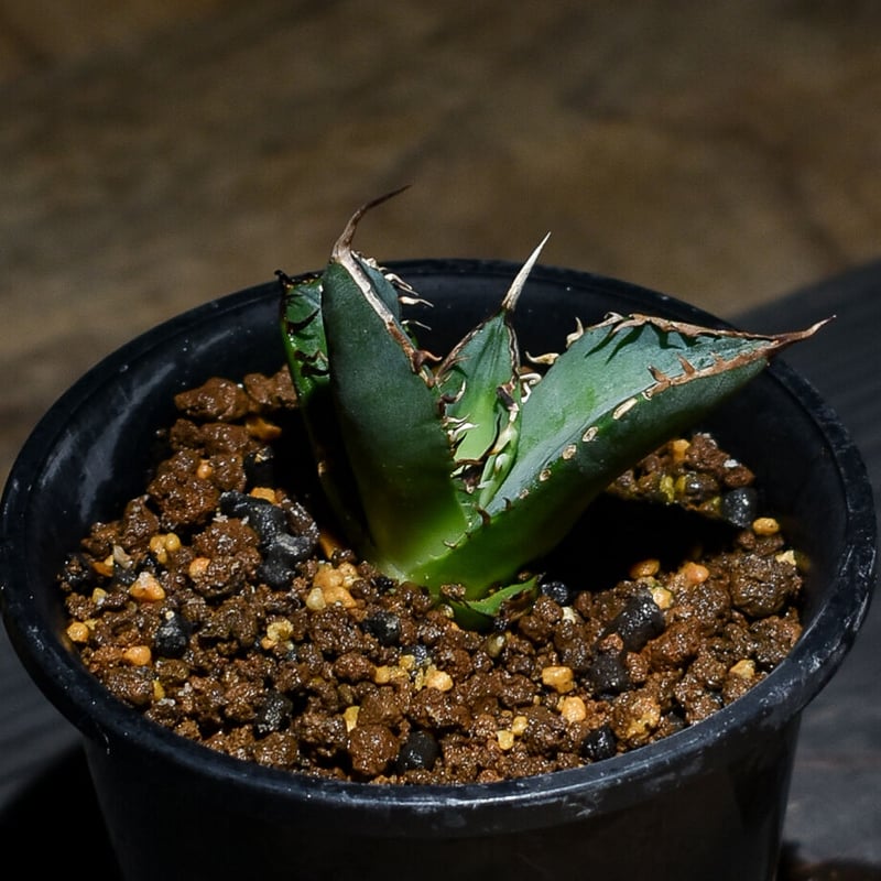 アガベ チタノタ 